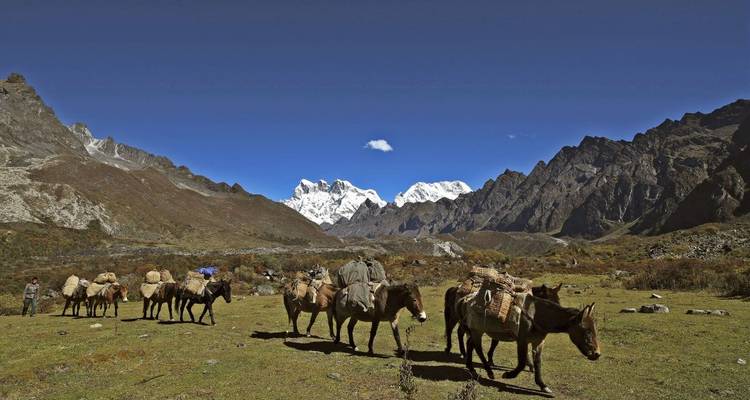 Kudde dieren die door een vallei trekt met besneeuwde toppen.
