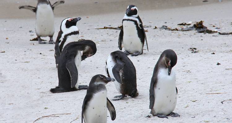 Pinguine, die sich an einem Sandstrand mit Grün im Hintergrund ausruhen.