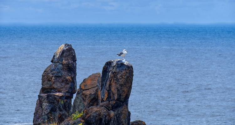 Möwe sitzt auf einem felsigen Vorsprung am Meer.