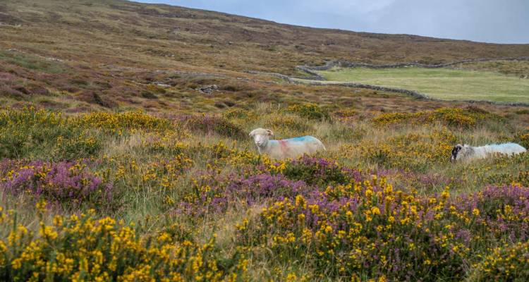 Colorful wild heather and gorse blanket a moorland where painted sheep graze.