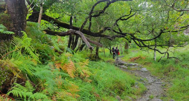 Two hikers walk a rocky forest trail beneath twisting moss-covered tree branches and ferns.