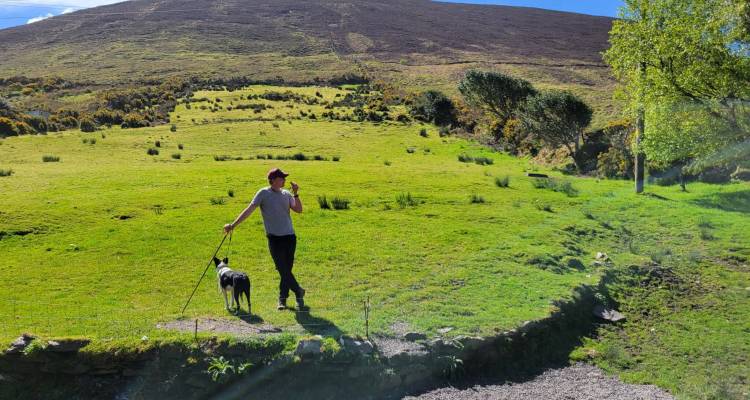 Hiker with walking stick and dog pauses in a bright green pasture beneath a sunny hillside.