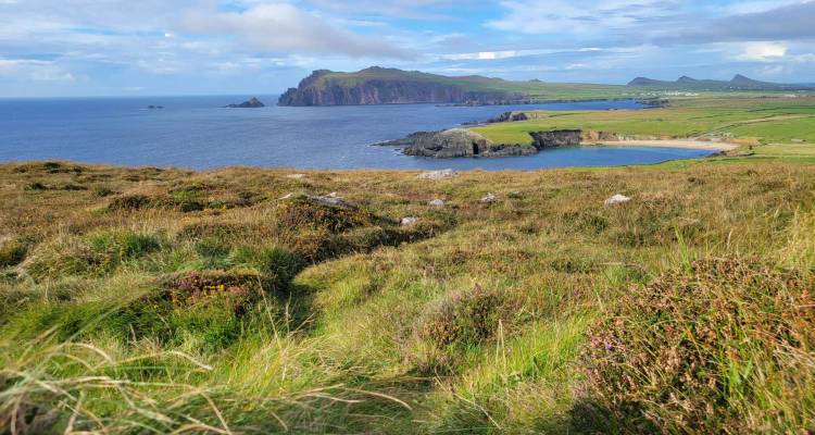 Expansive coastal panorama of a secluded bay, headland and rolling hills covered with heath and grass.