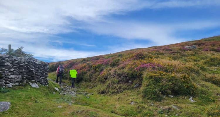 Two hikers follow a rocky path lined by a dry-stone wall across gorse-covered hillside under blue skies.