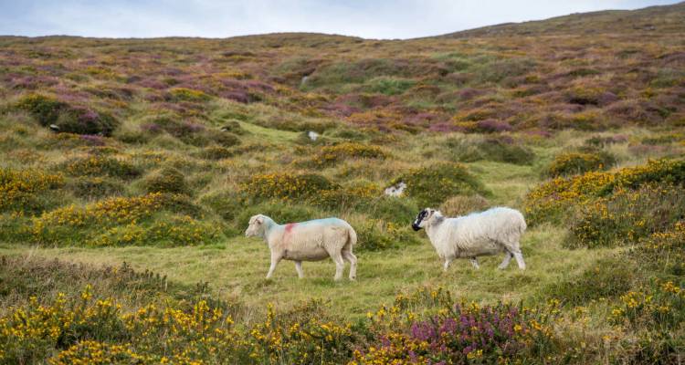 Two marked sheep wander through heather and gorse-covered hillside against a muted sky.