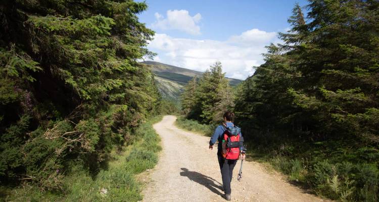 Solo hiker with a red backpack walks a sun-dappled forest trail flanked by tall evergreen trees.