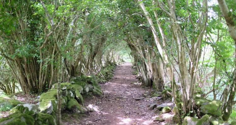 Narrow earthen trail lined by arching green trees and moss-covered stone walls.