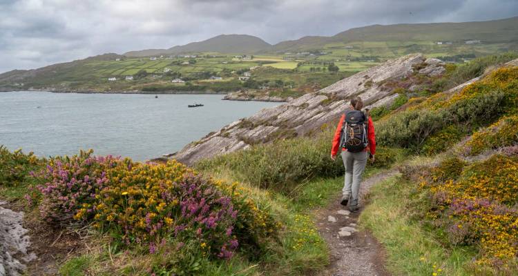 Hiker with red jacket and backpack walking a coastal path lined with heather, overlooking a calm bay and green hills.
