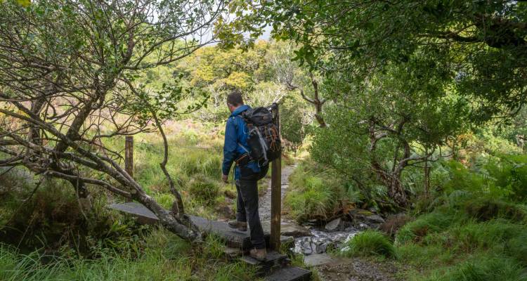 Backpacker crossing a small wooden footbridge in a lush green forest.