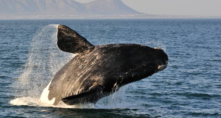 A whale breaching in the ocean with mountains in the background.