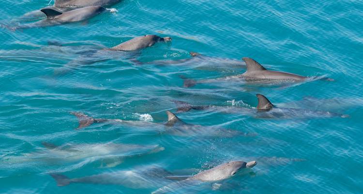 A pod of dolphins swimming in turquoise waters.