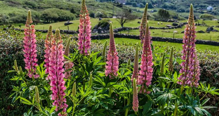 Bright pink lupine flowers bloom against a backdrop of stone walls and green fields.