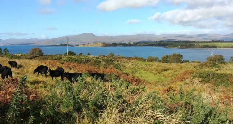 Black cattle graze on scrubby grassland overlooking a wide blue bay and distant hills.