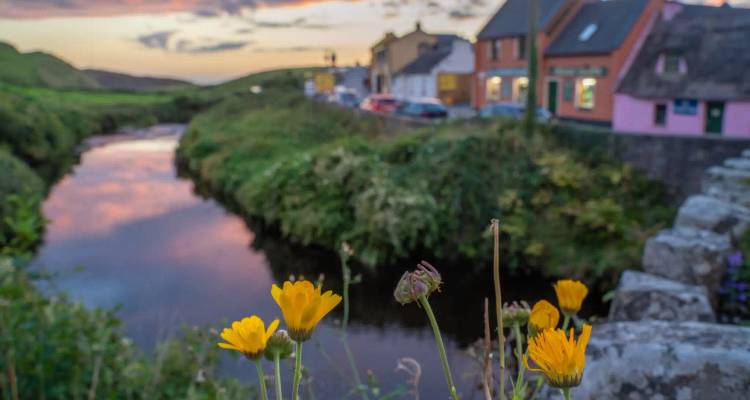 Yellow wildflowers in sharp focus frame a village stream at colourful sunset.