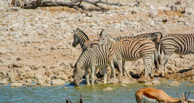 Zebras senken ihre Köpfe, um an einem felsigen Wasserloch an einem heißen Tag zu trinken.