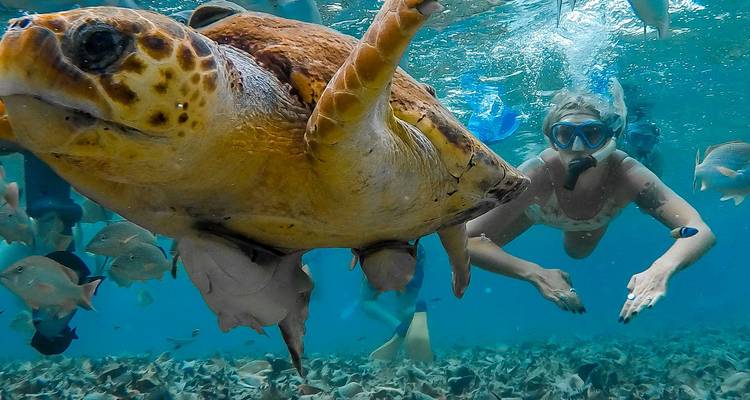 Une personne faisant de la plongée avec tuba avec une tortue de mer sous l'eau.