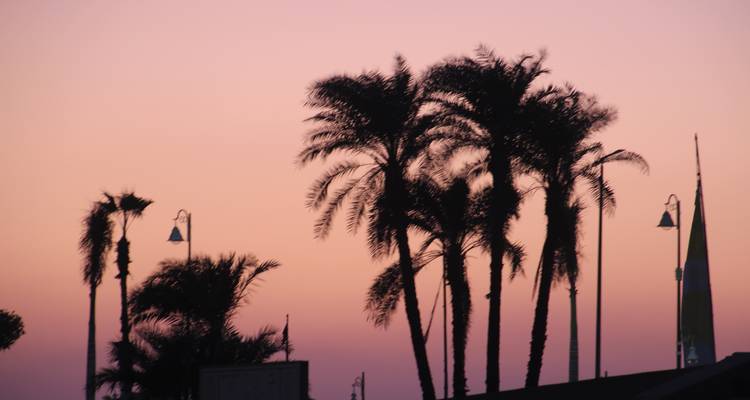 Silhouette de palmiers contre un ciel de coucher de soleil rose.