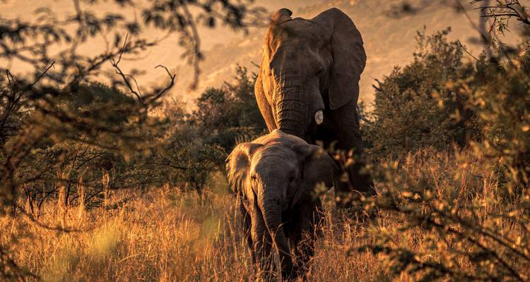 Een volwassen olifant leidt een jong kalf door goudkleurig gras bij zonsondergang.