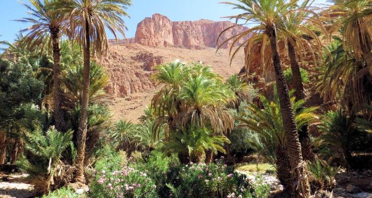 Oasis luxuriante avec des palmiers et des montagnes en arrière-plan.