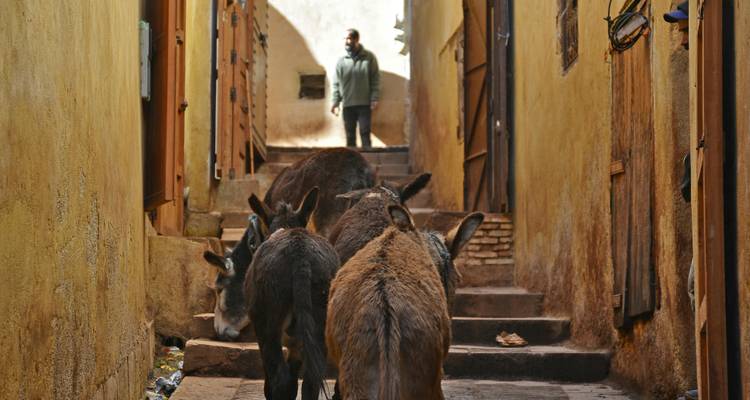 Een smalle steeg met ezels en een persoon die op de achtergrond staat.