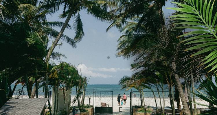 Accès à la plage à travers les palmiers avec des personnes qui marchent.