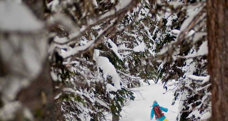 Une personne qui skie à travers une forêt dense et enneigée, capturée à travers les branches d'arbres.