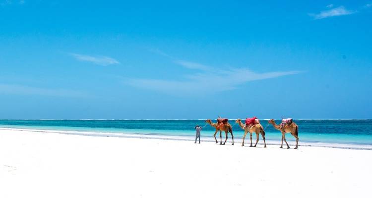 Des chameaux marchant sur une plage de sable blanc à côté d'une eau océanique turquoise sous un ciel bleu dégagé.
