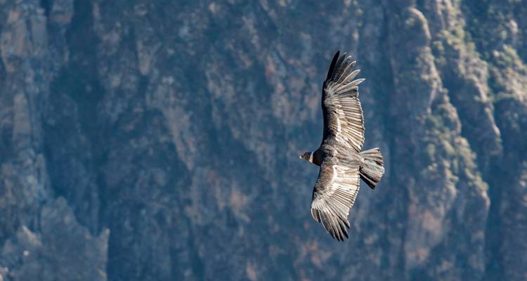 Der Andenkondor gleitet entlang der steilen Felswände des Colca-Canyons.
