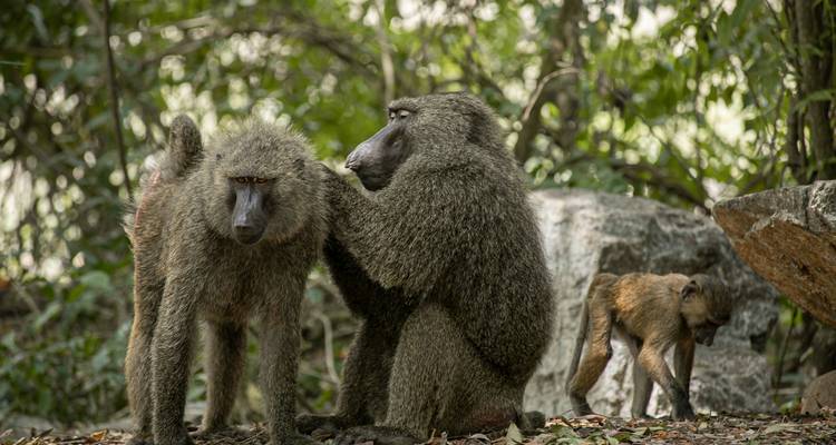 Un grupo de babuinos sentados y jugando en un área boscosa.