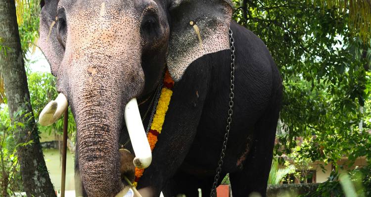 Decorated elephant standing outdoors.