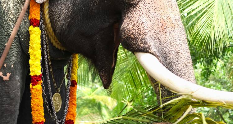 Decorated elephant with palm trees in the background.