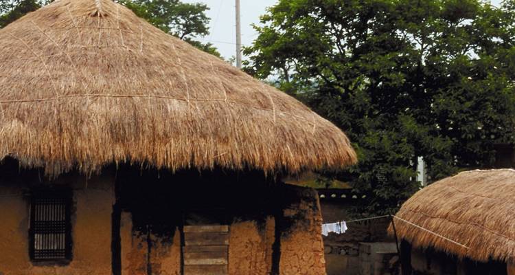 Un gros plan d'un toit de hutte en chaume.