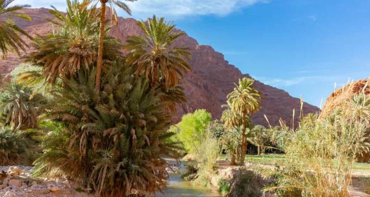 Oase mit Palmen und Bergen im Hintergrund.