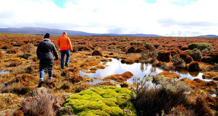 Zwei Personen gehen durch eine dichte, buschige Landschaft.
