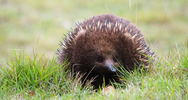 Nahaufnahme eines Ameisenigels auf dem Gras.