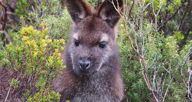 Nahaufnahme eines kleinen Kängurus im Busch.