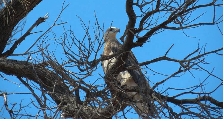 Vogel sitzt auf einem Ast mit klarem Himmel.
