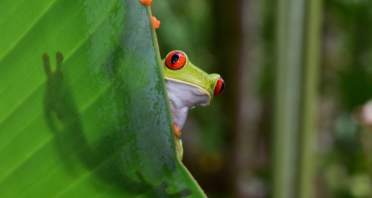 Rainette aux yeux rouges se cachant derrière une feuille.