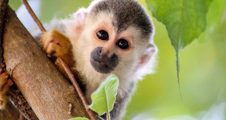 Mono ardilla asomándose por detrás de las hojas de un árbol.