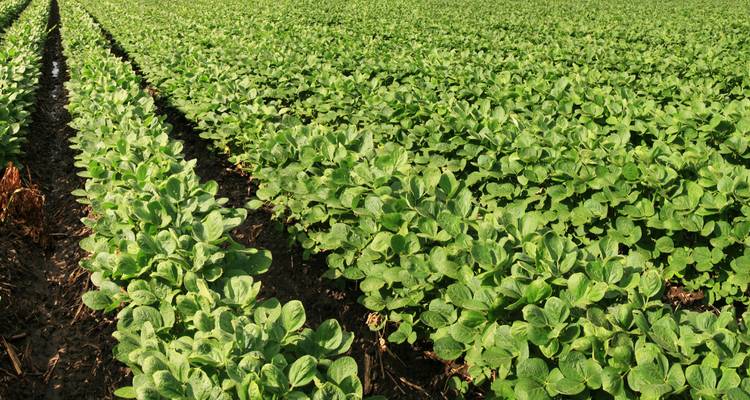 Rangées de plantes vertes dans un champ cultivé.