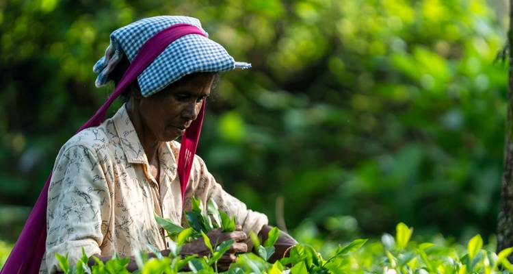 Personne qui cueille des feuilles de thé dans une plantation.