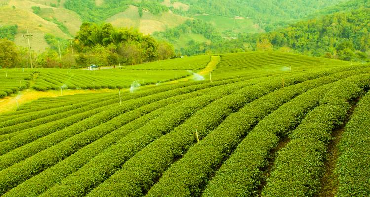 Vue panoramique des plantations de thé avec une végétation luxuriante.