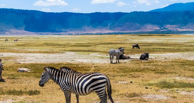 Zèbres broutant dans un vaste espace ouvert avec des collines en arrière-plan.