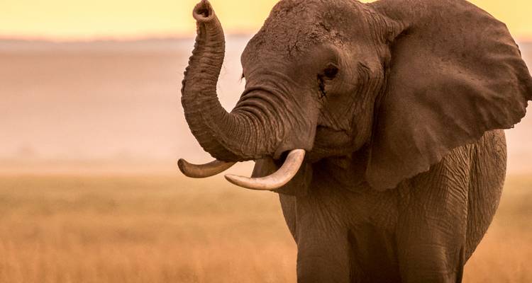Éléphant avec sa trompe levée dans un décor de savane.