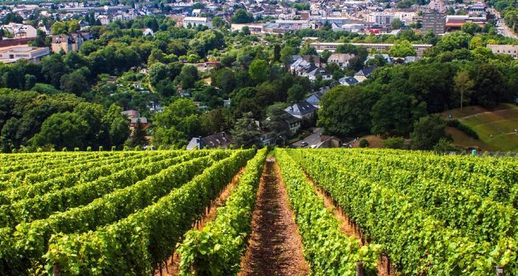 Viñedos extendiéndose hacia un pequeño pueblo.