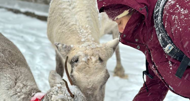Ein Reisender in Schneeausrüstung füttert neugierige Rentiere in einem verschneiten Gehege.
