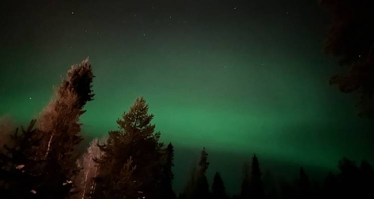 Grünes Polarlicht erstreckt sich über dunklen Silhouetten von Winterbäumen.