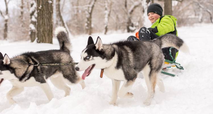 L'enfant fait de la luge tirée par des huskies énergiques dans la neige fraîche entre des arbres dénudés.