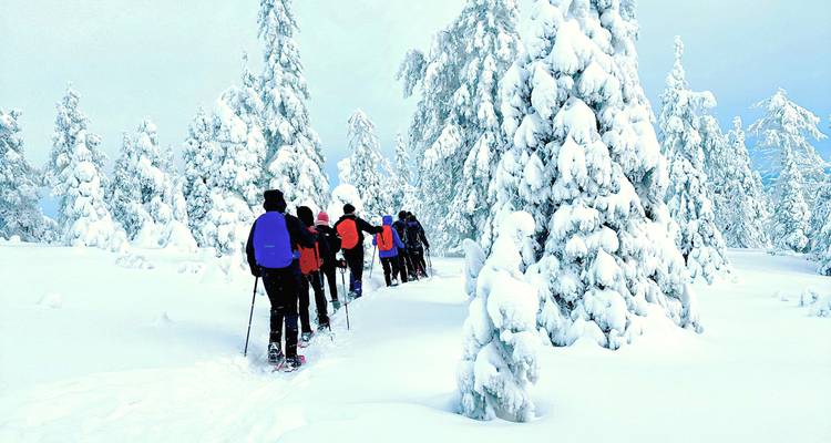 Une longue file de voyageurs progresse en raquettes à travers la poudreuse épaisse parmi les sapins chargés de neige.