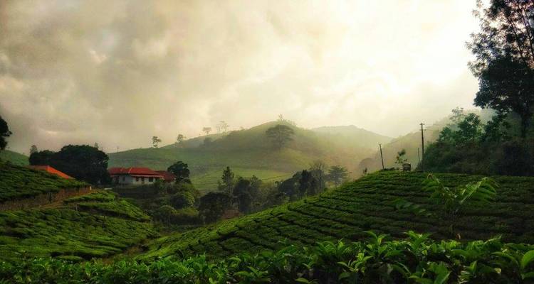 A scenic view of tea plantations with mist rolling over the hills.